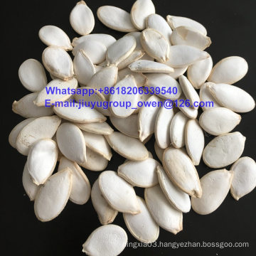 Bakery Grade Health Food Top Quality Raw Pumpkin Seed